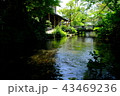 醒ヶ井宿　水辺 43469236