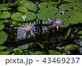 蓮 43469237
