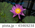 蓮　ピンク 43469238