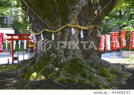 駒つなぎのケヤキ(秩父今宮神社/埼玉県秩父市中町16-10) 駒つなぎのケヤキ(秩父今宮神社/埼玉県秩父市中町16-10) 43469242