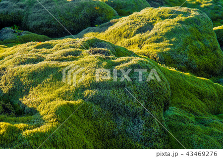 Eldhraun lava field background, Iceland 43469276