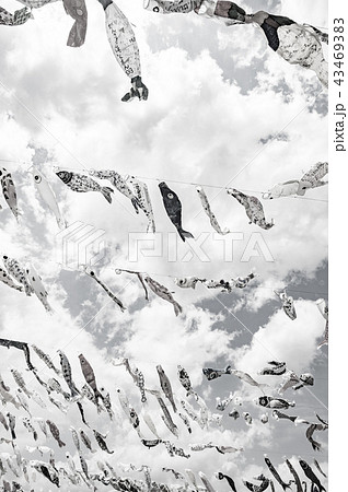 （セピア）空を泳ぐ鯉のぼり 43469383