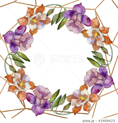 Watercolor colorful aquilegia flower. Floral botanical flower. Frame border ornament square. 43469423