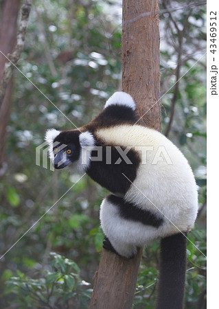 エリマキキツネザル（マダガスカル） 43469512