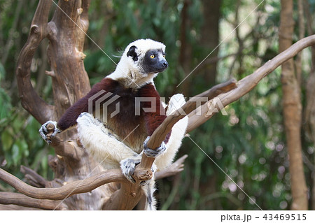 ベローシファカ（マダガスカル） 43469515