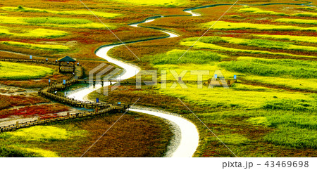 風景 道 アッケシソウ 43469698