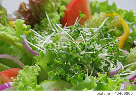 ブロッコリースプライトのサラダ　野菜サラダ 43469800