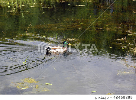 Wild duck Mallard on pond 43469899