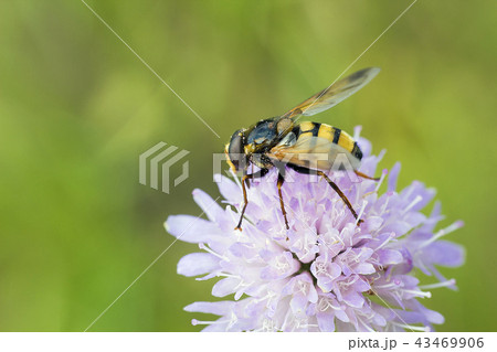 Hoverfly sitting on flower Knautia arvensis 43469906