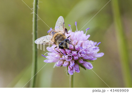 Hoverfly on pink flower Knautia arvensis Hoverfly on pink flower Knautia arvensis 43469909