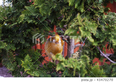 Chinese pheasant orange bird 43470270