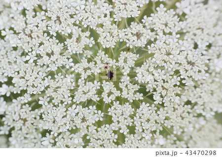 White flower Ammi majus, macro 43470298