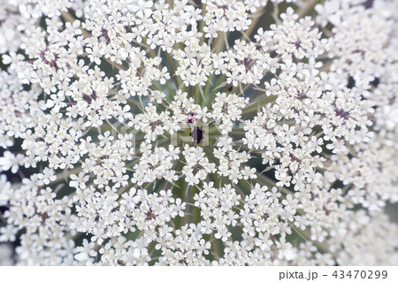 White flower Ammi majus, macro White flower Ammi majus, macro 43470299