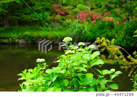 咲き始めの紫陽花　若葉と新緑の甘泉園 43471299