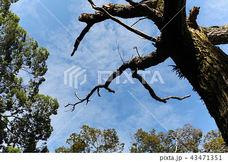 ナラの木の立ち枯れ ナラの木の立ち枯れ 43471351