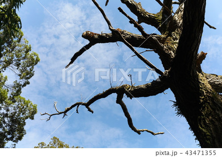 ナラの木の立ち枯れ 43471355