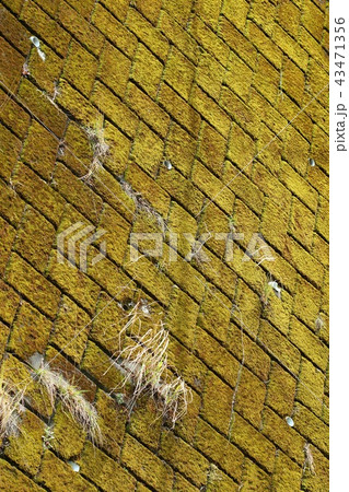 苔むしたブロック壁　背景素材 43471356