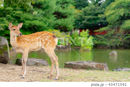 奈良公園のシカ 奈良公園のシカ 43471591