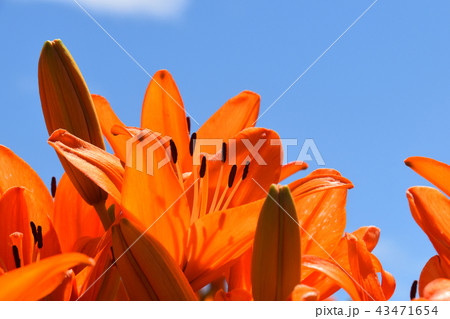 ユリの花 ユリの花 43471654