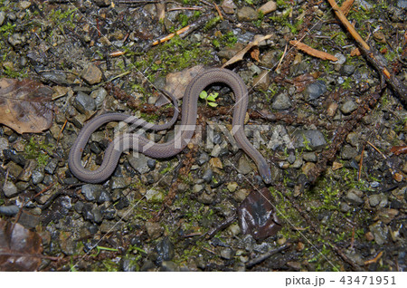 タカチホヘビ タカチホヘビ 43471951