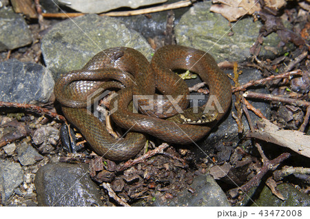 ヒバカリ 43472008