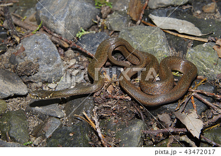 ヒバカリ 43472017