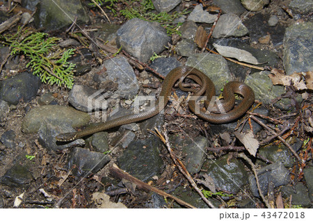 ヒバカリ ヒバカリ 43472018