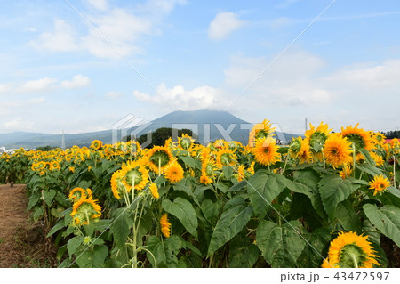 筑波山とひまわり畑 43472597