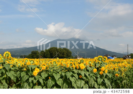 筑波山とひまわり畑 43472598