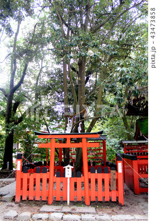 【京都】下鴨神社の連理の賢木 【京都】下鴨神社の連理の賢木 43473858