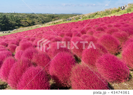 Kochia and cosmos filed Hitachi Ibaraki Japan Kochia and cosmos filed Hitachi Ibaraki Japan 43474361