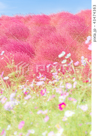 Kochia and cosmos filed Hitachi Ibaraki Japan Kochia and cosmos filed Hitachi Ibaraki Japan 43474363