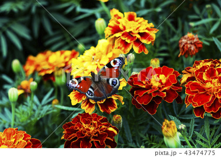 European peacock (Aglais io) butterfly on Tagetes 43474775