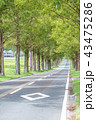 メタセコイア並木 メタセコイア並木 43475286