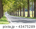 メタセコイア並木 メタセコイア並木 43475289