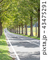 メタセコイア並木 メタセコイア並木 43475291