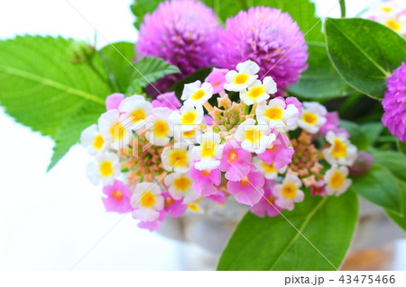 秋のフラワーアレンジメント 43475466