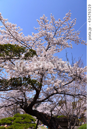 高島公園の桜 43476319
