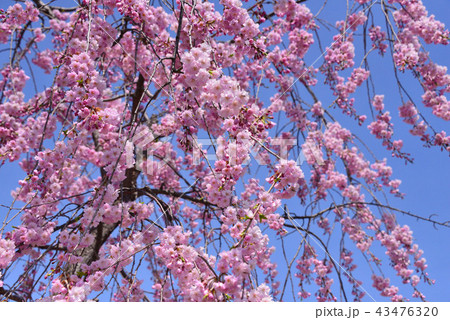 高島公園の桜 高島公園の桜 43476320