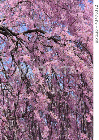 高島公園の桜 高島公園の桜 43476322