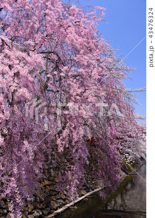 高島公園の桜 43476324
