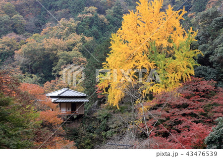 行道山浄因寺の紅葉 43476539
