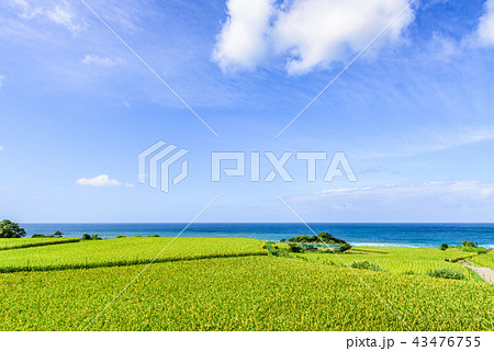 袖志の棚田　夏 43476755