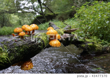 ぬめりすぎたけ 43477370