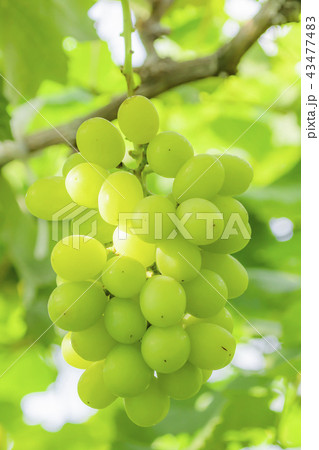 ブドウ　マスカット 43477483