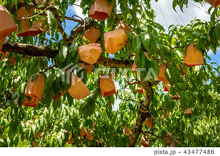 岡山の桃畑 岡山の桃畑 43477486