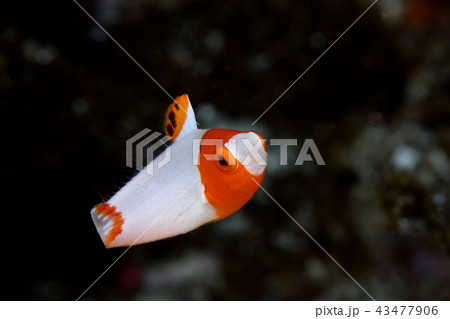 イロブダイの幼魚 43477906