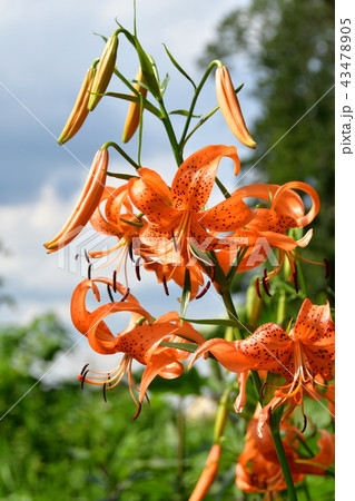 オニユリの花 43478905