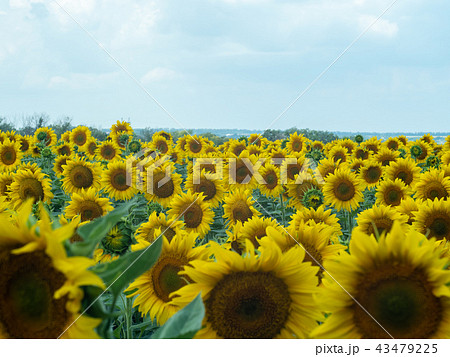 Yellow sunflowers, close up shot. Landscape of 43479225