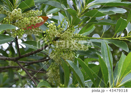 ホルトノキの花 43479318